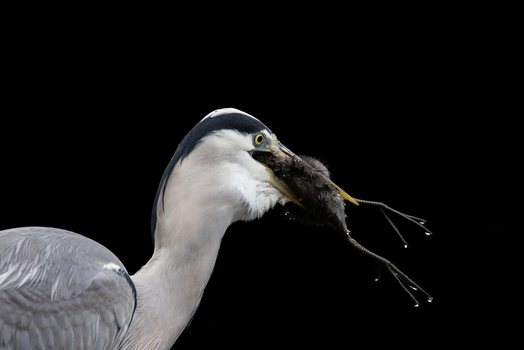 View of a grey heron holding a small rodent in its beak against a solid black background in Selestat Grand Est France.