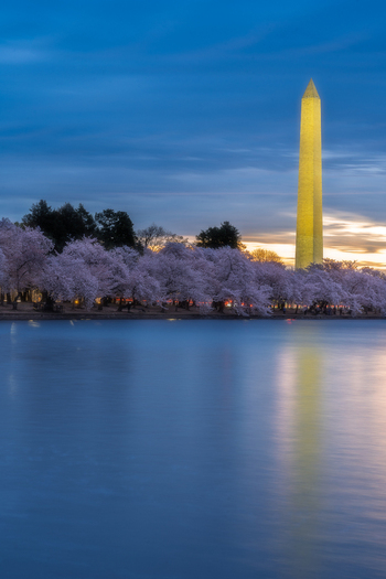 View of the illuminated Washington Monument and blooming cherry blossoms along the Tidal Basin at dusk Washington District of Columbia United States. View of the illuminated Washington Monument and blooming cherry blossoms along the Tidal Basin at dusk Washington District of Columbia United States.