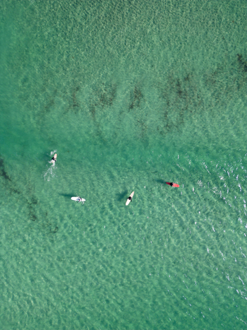 Aerial view of surfers floating on boards in crystal clear turquoise water with a sandy seabed in Unstad Nordland Norway.