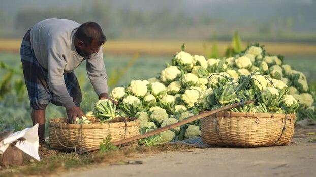 View of a farmer sorting fresh cauliflowers into baskets Bangladesh. View of a farmer sorting fresh cauliflowers into baskets Bangladesh.