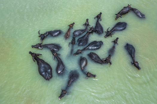 Aerial view of a herd of water buffalo swimming in the river in Bogura Rajshahi Division Bangladesh. Aerial view of a herd of water buffalo swimming in the river in Bogura Rajshahi Division Bangladesh.