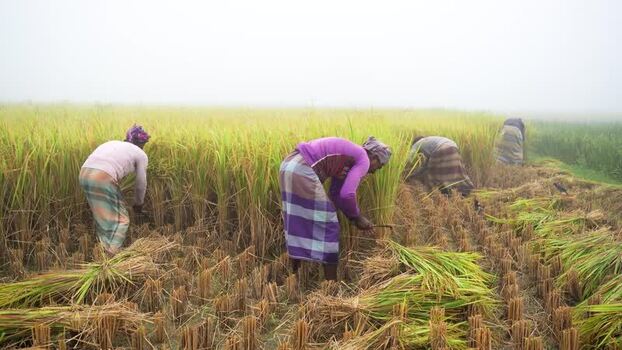 View of farmers harvesting rice in a misty field Bangladesh. View of farmers harvesting rice in a misty field Bangladesh.