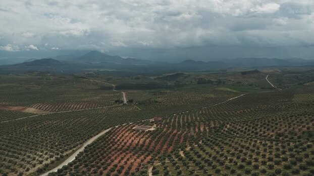 Aerial view of olive groves and rolling hills Spain.