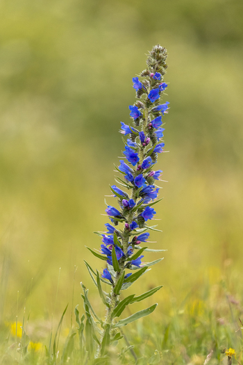View of a vibrant Vipers Bugloss flower stalk with blue petals and green leaves in a meadow in Gloucestershire United Kingdom.