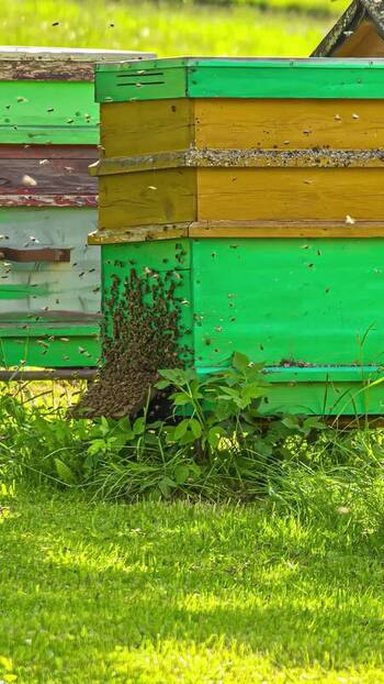 View of colorful beehives in a lush green field in Latvia. View of colorful beehives in a lush green field in Latvia.