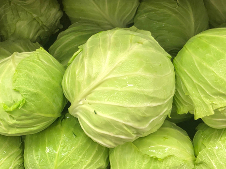 View of fresh green cabbages with crisp leaves and water droplets in California City California United States. View of fresh green cabbages with crisp leaves and water droplets in California City California United States.