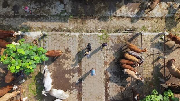 Aerial view of Animal Market Prambanan with cows Indonesia. Aerial view of Animal Market Prambanan with cows Indonesia.
