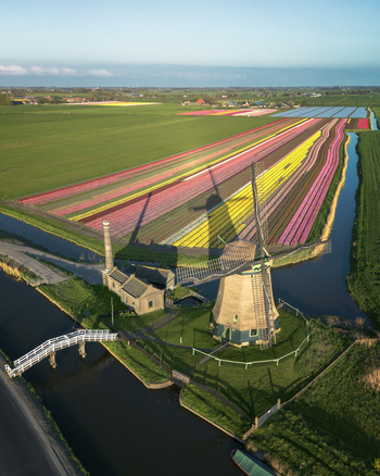Aerial view of a serene windmill standing guard over a vibrant tapestry of tulip fields in full bloom Nieuweweg Opmeer Noord Holland Netherlands.