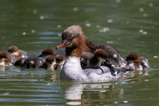View of a female common merganser swimming in green water with ducklings riding on her back in Mulhouse Grand Est France.