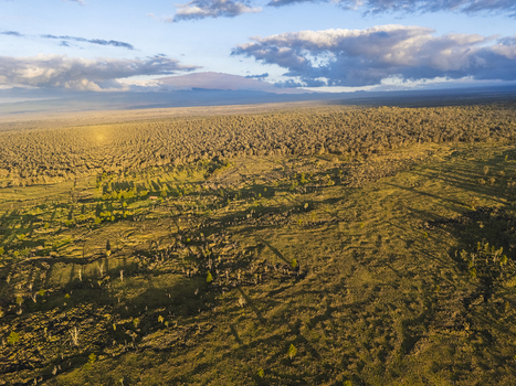 Aerial view of the Puu Waawaa cinder cone and vast lava fields covered in green vegetation under a dramatic cloudy sky in Hawaii County Hawaii United States. Aerial view of the Puu Waawaa cinder cone and vast lava fields covered in green vegetation under a dramatic cloudy sky in Hawaii County Hawaii United States.