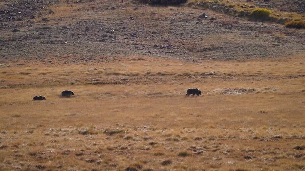 View of bears in Deosai National Park Pakistan. View of bears in Deosai National Park Pakistan.