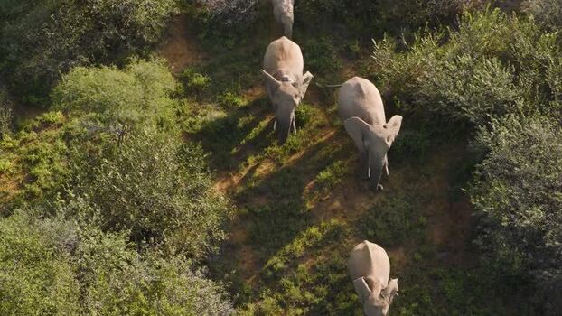 Aerial view of elephants walking in the bush South Africa.