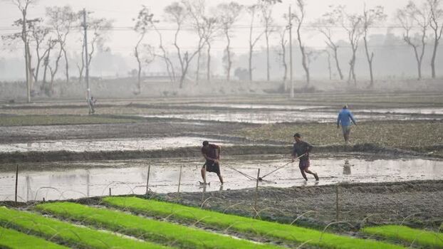 View of farmers working in a rice paddy field in Bogura Bangladesh. View of farmers working in a rice paddy field in Bogura Bangladesh.