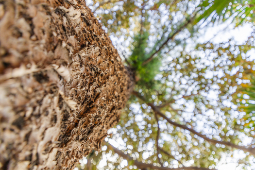 View of a towering tree its deeply textured bark rising towards a canopy of sun dappled leaves against a bright sky Ortigia Sicily Italy.