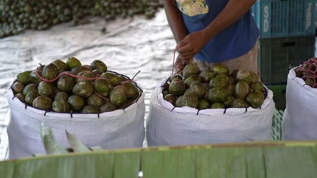 View of a worker tying sacks of fresh hog plums in Bangladesh. View of a worker tying sacks of fresh hog plums in Bangladesh.