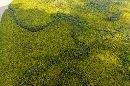 Aerial view of a winding creek flowing through a dense lush green mangrove forest in the Niger Delta region of Opobo Town Rivers Nigeria. Aerial view of a winding creek flowing through a dense lush green mangrove forest in the Niger Delta region of Opobo Town Rivers Nigeria.