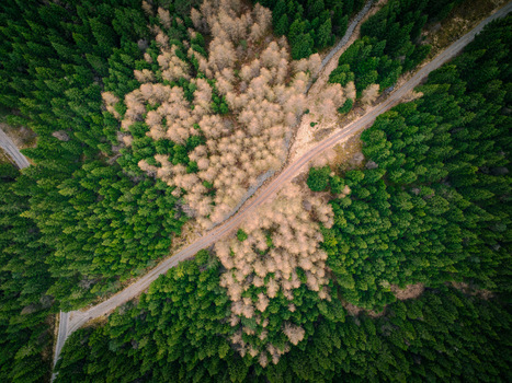 Aerial view of a pine forest with a winding road cutting through the landscape featuring a mix of vibrant green and autumn colored trees in Rogaland Norway.