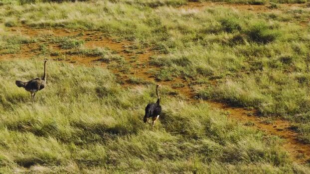 Aerial view of ostriches in the savanna South Africa.