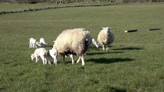 View of sheep and lambs grazing in a field in Ireland.