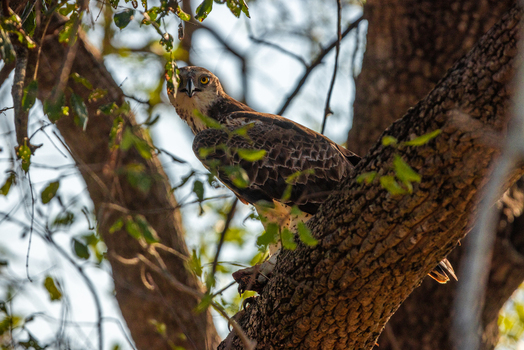 View of a large bird of prey perched on a thick tree branch surrounded by green leaves in Kruger Park Mpumalanga South Africa. View of a large bird of prey perched on a thick tree branch surrounded by green leaves in Kruger Park Mpumalanga South Africa.