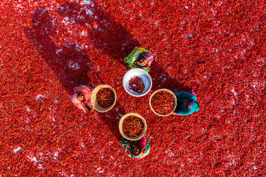 Bogura Rajshahi Division Bangladesh 06 March 2022 Aerial view of women sorting and drying vibrant red chili peppers in baskets with their shadows cast on the ground.