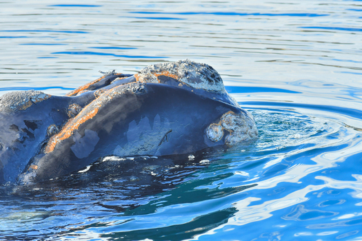 View of a Southern Right Whale surfacing with prominent callosities on its head in the waters off Puerto Piramides Puerto Madryn Chubut Argentina. View of a Southern Right Whale surfacing with prominent callosities on its head in the waters off Puerto Piramides Puerto Madryn Chubut Argentina.