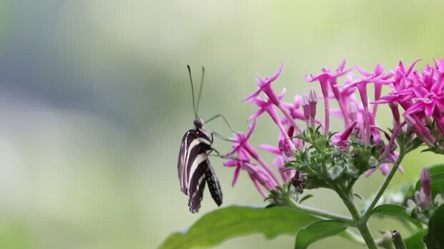 View of a zebra longwing butterfly on pink flowers in France.