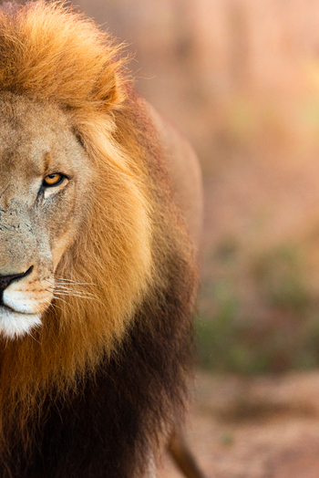 View of a majestic male lion with a thick mane and intense gaze in Kruger Park Mpumalanga South Africa.