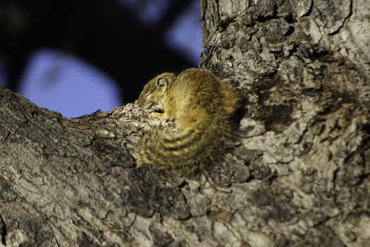 View of a squirrel sleeping on a tree branch at Tumbeta Private Game Reserve in Thabazimbi Limpopo South Africa.