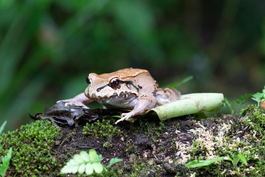 View of a frog resting on a mossy log in the rainforest in Puerto Jimenez Puntarenas Province Costa Rica.