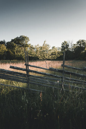 Laane County Estonia 24 June 2022 View of a traditional wooden fence in a grassy field on Vormsi island with a small tree and forest in the background under soft light. Laane County Estonia 24 June 2022 View of a traditional wooden fence in a grassy field on Vormsi island with a small tree and forest in the background under soft light.