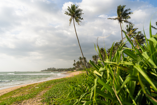 View of a tropical sandy beach with tall palm trees and lush green vegetation under a cloudy sky in Galle Southern Province Sri Lanka.