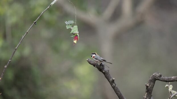 View of two birds on branches China.