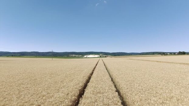Aerial view of golden wheat field in Novi Sad Serbia. Aerial view of golden wheat field in Novi Sad Serbia.