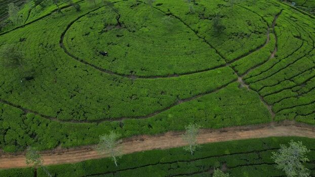 Aerial view of tea plantation in Nuwara Eliya Sri Lanka. Aerial view of tea plantation in Nuwara Eliya Sri Lanka.