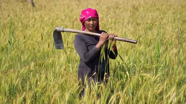View of a woman with a pink headscarf holding a hoe in a field Nepal.