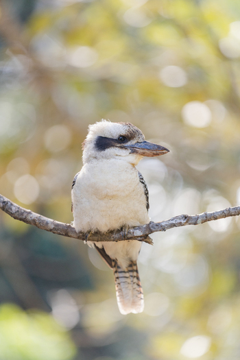 View of a kookaburra perched on a tree branch in a forest setting with soft bokeh background in Mount Glorious Queensland Australia. View of a kookaburra perched on a tree branch in a forest setting with soft bokeh background in Mount Glorious Queensland Australia.