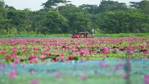 View of people in a boat on a pink water lily pond Bangladesh. View of people in a boat on a pink water lily pond Bangladesh.