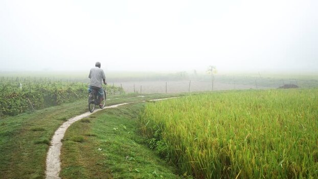 View of a man riding a bicycle through foggy rice fields Bangladesh. View of a man riding a bicycle through foggy rice fields Bangladesh.