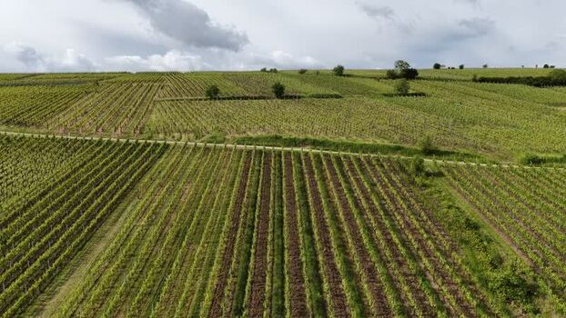 Aerial view of lush green vineyards in Ribeauville France. Aerial view of lush green vineyards in Ribeauville France.