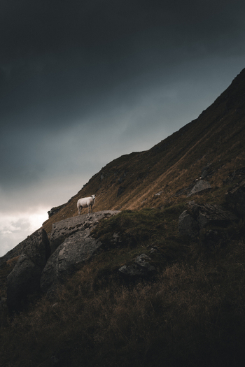 View of a lone sheep standing on a rocky hillside overlooking the dramatic landscape of Haukland Beach under a dark moody overcast sky in Leknes Nordland Norway. View of a lone sheep standing on a rocky hillside overlooking the dramatic landscape of Haukland Beach under a dark moody overcast sky in Leknes Nordland Norway.