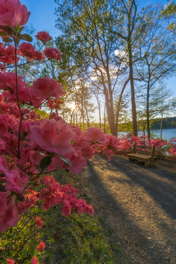 View of vibrant pink azaleas blooming along a sunlit path with a wooden bench overlooking the water at Brighton Dam Azalea Garden Brookeville Maryland United States. View of vibrant pink azaleas blooming along a sunlit path with a wooden bench overlooking the water at Brighton Dam Azalea Garden Brookeville Maryland United States.