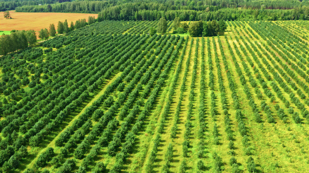 Aerial view of rows of young trees in a plantation surrounded by lush green forests and agricultural fields in Latvia. Aerial view of rows of young trees in a plantation surrounded by lush green forests and agricultural fields in Latvia.