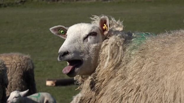 View of a sheep with its mouth open in a field in Ireland.
