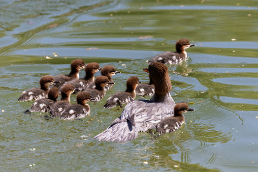 View of a female common merganser swimming with her fluffy ducklings on the rippled green water of a pond in Mulhouse Grand Est France.