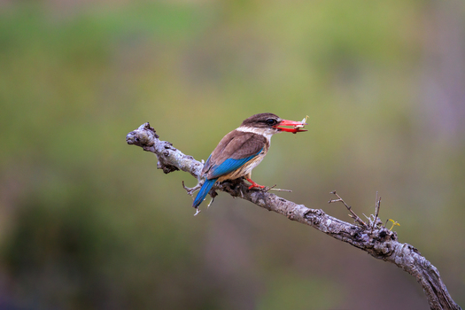 View of a woodland kingfisher with vibrant blue wings and reddish orange beak perched on a weathered branch prey in its mouth Skukuza Mpumalanga South Africa.