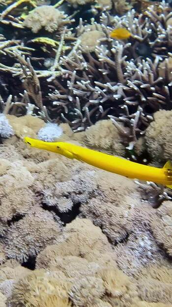 View of a yellow trumpetfish swimming over a coral reef in Indonesia. View of a yellow trumpetfish swimming over a coral reef in Indonesia.