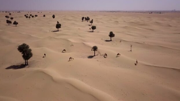 Aerial view of camels grazing in the desert United Arab Emirates.