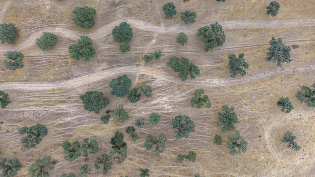 Aerial view of scattered oak trees in a dry grassy landscape with winding dirt paths in Navalmoral de la Mata Extremadura Spain.