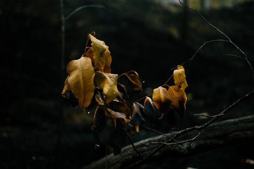 View of withered brown leaves on a thin branch against a dark moody background in Kintamani Bali Indonesia.